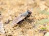 Myopina myopina